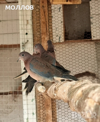 Сенегалски гургулици 