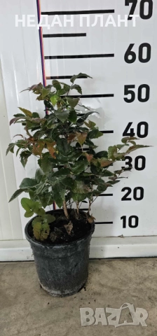 Махония, снимка 3 - Градински цветя и растения - 52300177