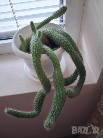 Кактус - две саксии, снимка 8 - Стайни растения - 52295804