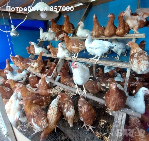 Пилета носачки Ломан браун 75 дни, снимка 2 - Кокошки и пуйки - 54357433