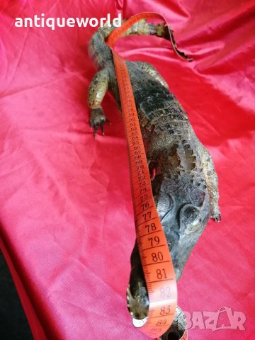 КРОКОДИЛ, снимка 7 - Антикварни и старинни предмети - 37947771