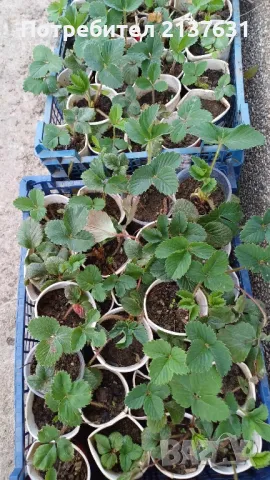 ПО ВСЯКО ВРЕМЕ И ВЪВ ВСЕКИ ДОМ КАСКАДНИ И УВИВНИ ЯГОДИ , за саксия  , сандъче или в градината , снимка 5 - Тор и почвени смеси - 49499186