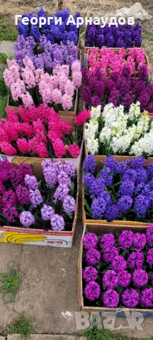 Зюмбюлл, снимка 8 - Градински цветя и растения - 53247943