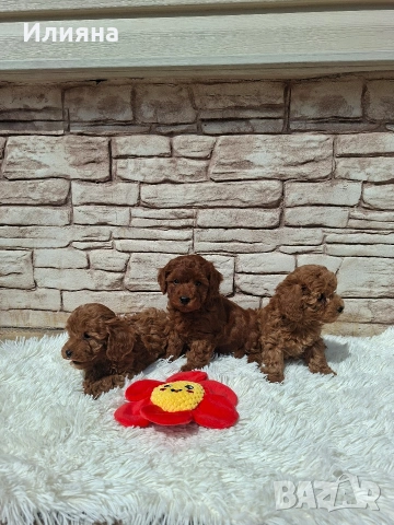 Момиченца пудел той , снимка 2 - Пудели - 54180103