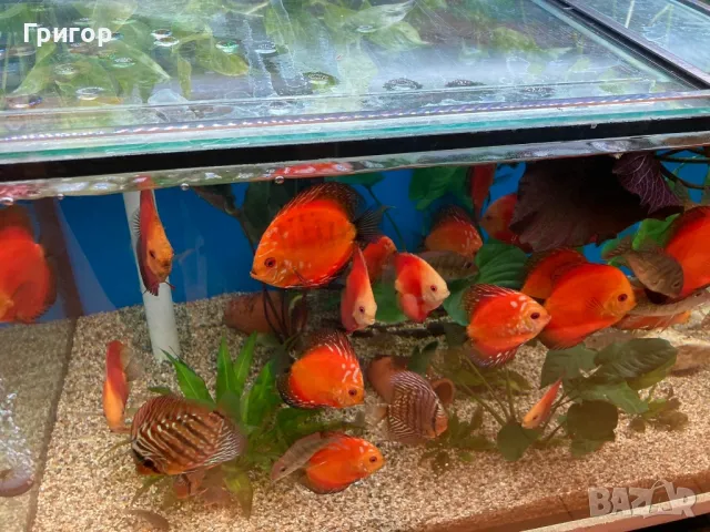 Различни видове декоративни риби, храни и техника , снимка 7 - Рибки - 47670463