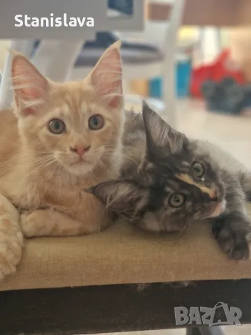 котенца Мейн Куун, снимка 15 - Мейн кун - 55670869