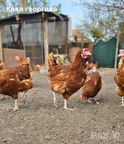 продавам кокошки носачки ломан браун За яйца, снимка 1