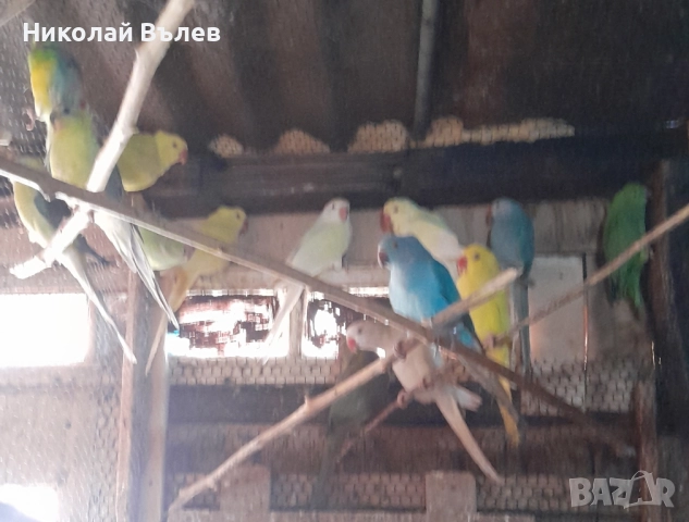 Малки александри , снимка 5 - Папагали - 51923458