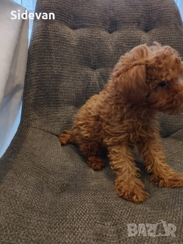 Мини Пудел, снимка 5 - Пудели - 52708944