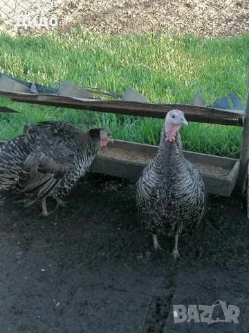 Разплодни яйца от селски пуйки, снимка 1