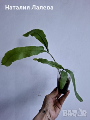 Езсфилум, epiphillym oxypetalum, снимка 3 - Стайни растения - 52970706