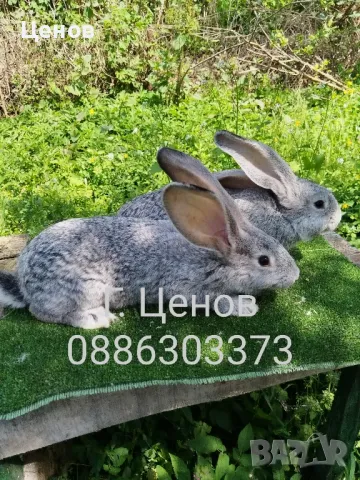 Чинчилови великани , снимка 6 - Други - 50113720