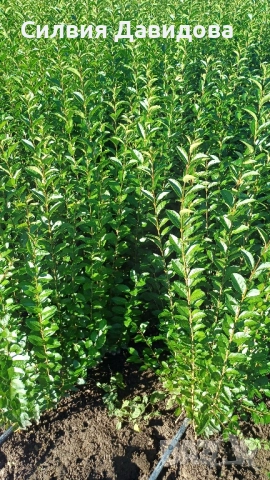 0.70 лв. Лигуструм на корен, снимка 11 - Градински цветя и растения - 52405753