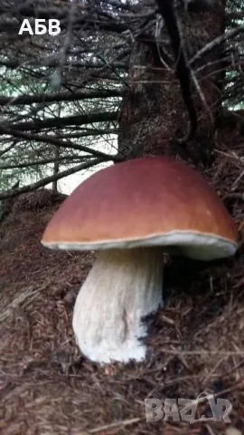 Прясна и суха борова манатарка, пачи крак!, снимка 7 - Домашни продукти - 27684634