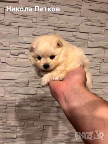 Померанчета, снимка 5 - Померан - 53063406