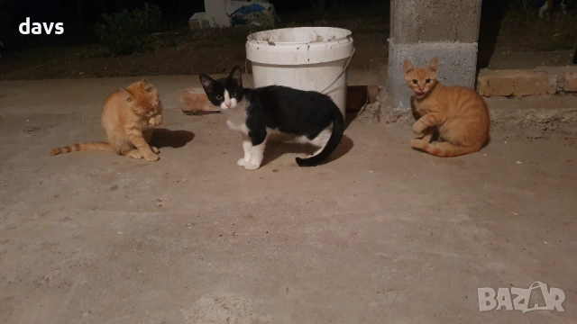 Малки котета – различни шарки, снимка 7 - Други - 51972893