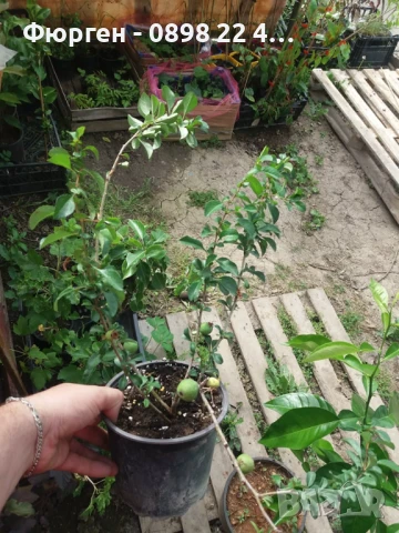 Японска дюля - Цидония, снимка 9 - Разсади - 41169747