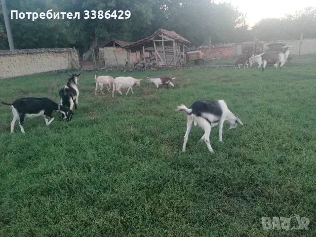 Кози с ярета и пръчове 