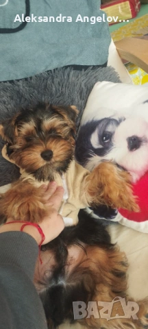 Йоркширски териер , снимка 2 - Йоркширски териер - 52453499