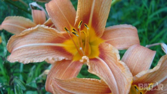 Хемерокалис