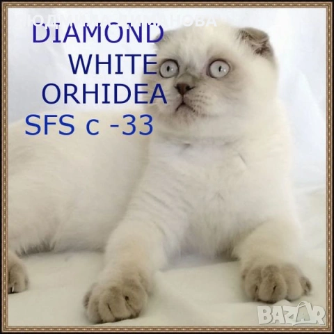 Шотландско момиче със сини очи , снимка 8 - Британска късокосместа - 53016130