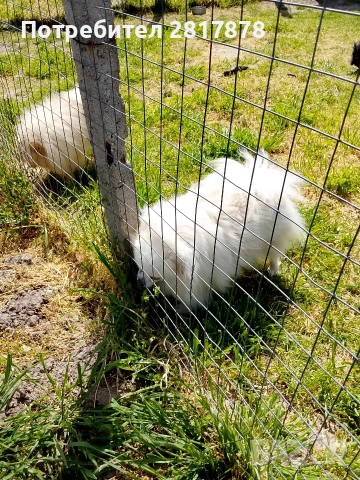 померан мини шпиц , снимка 3 - Померан - 54226454