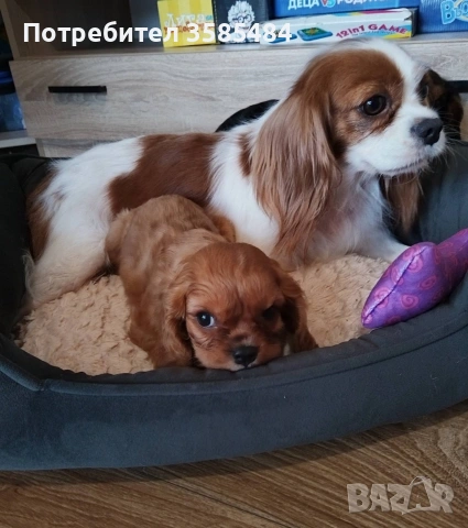 Кавалер Кинг Чарлз шпаньол момченце , снимка 9 - Кавалер кинг чарлз шпаньол - 53365017