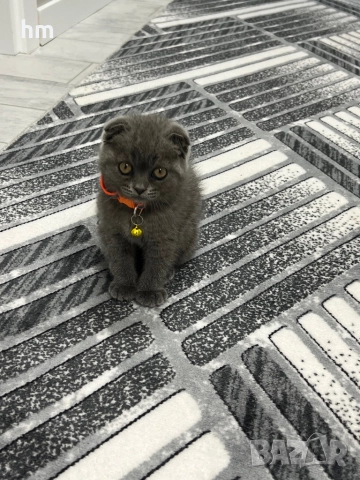 Шотландско клепоухо, снимка 3 - Британска късокосместа - 52860696