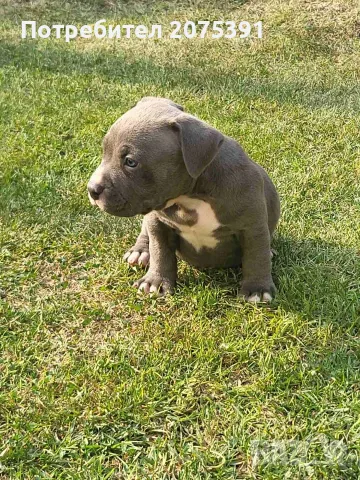 Топ Американско були покет American bully , снимка 5 - Други - 55673088