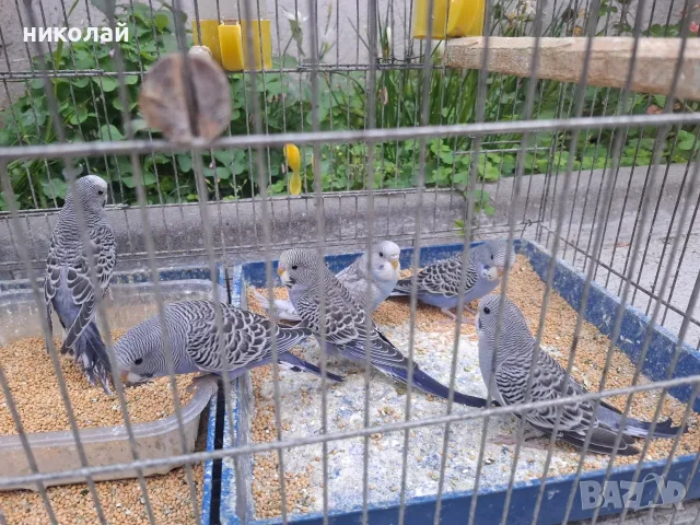Продавам млади вълнисти папагали  и две млади корели, снимка 2 - Папагали - 54910450