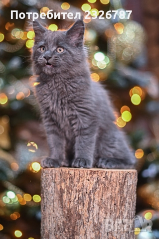Продавам коте мейн-кун, снимка 9 - Мейн кун - 52864422