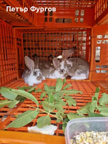 Продавам  4бр.    женски  зайци, снимка 2 - Други - 56542109