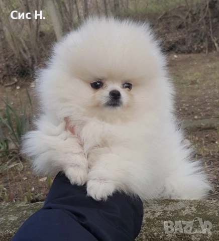 Померани, снимка 4 - Померан - 53123968