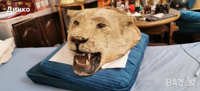 Глава на лъв трофей от 19век., снимка 9 - Антикварни и старинни предмети - 29194108