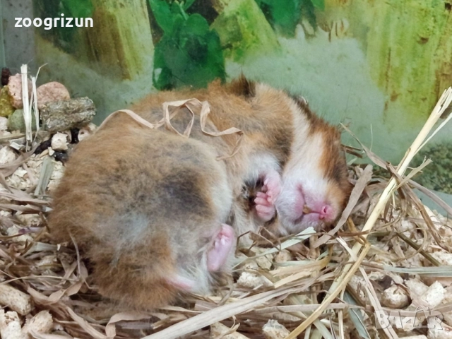 Сирийски хамстери