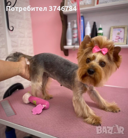 Продавам мини Йоркита 3 бр , снимка 2 - Йоркширски териер - 54043339