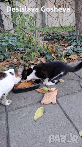 Търсим дом,  на мама Котана и бебе Топчо , снимка 2 - Други - 52941806