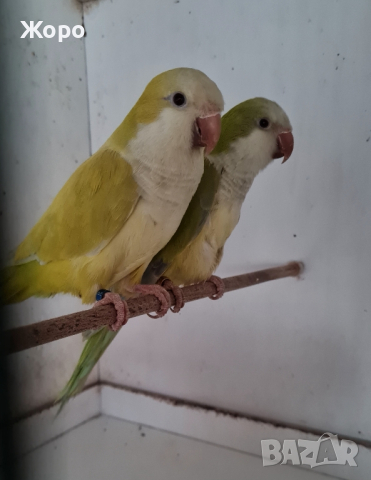 Продавам папагали , снимка 2 - Папагали - 40575281