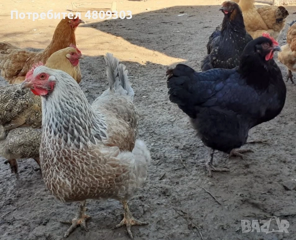 Селски кокошки, снимка 5 - Кокошки и пуйки - 54326302