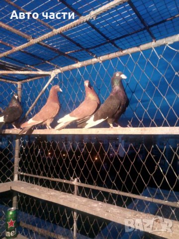 Пазарджишки гълаби, снимка 5 - Гълъби - 33845813