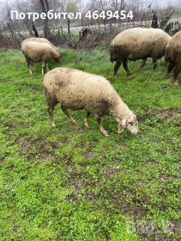 Свободни 4 броя млади заплодени овце. Намират се в гр. Летница -Ловешко,продават се заедно всичките., снимка 5 - Овце - 52456759