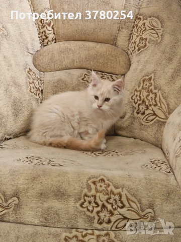 Мейн Кун, снимка 3 - Мейн кун - 52518838