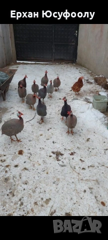 Домашни любимции