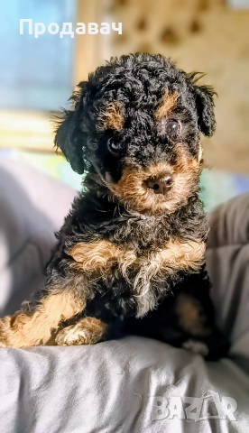  Пудел мини, снимка 5 - Пудели - 52791076