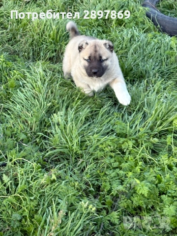 Женско кангалче, снимка 2 - Кангал - 52967468