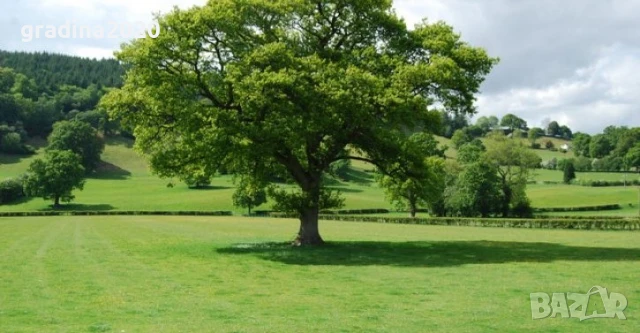 Дъб - Обикновен, снимка 3 - Разсади - 51077307