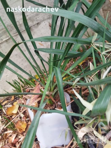 Вкоренени растения студоустойчива Юка на 1-3 год., снимка 4 - Градински цветя и растения - 38750889