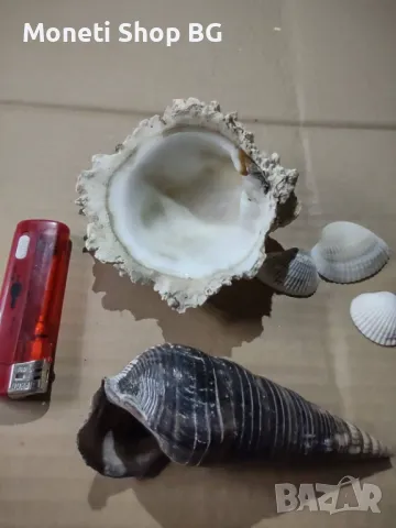 Океански дарове, снимка 3 - Други ценни предмети - 48922581