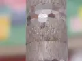 Стара сребърна писалка ''Пеликан'', снимка 7
