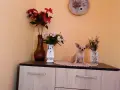 женско чихуахуа. , снимка 3